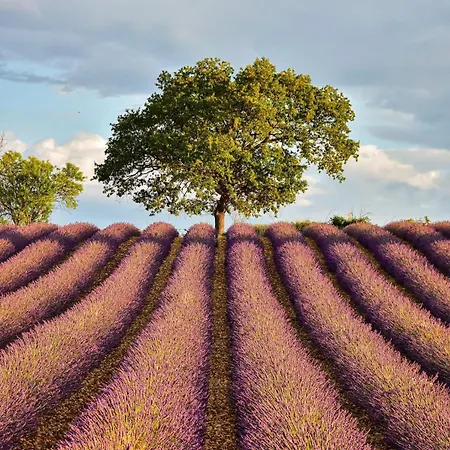 Vous Viendrez Vivre Ici 2 Pièces Lavandes Garage à Moto